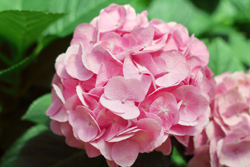 Obraz premium Beautiful pink hydrangea flowers blooming in the garden.