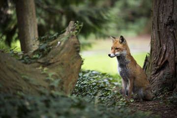 Rotfuchs auf der Insel Mainau