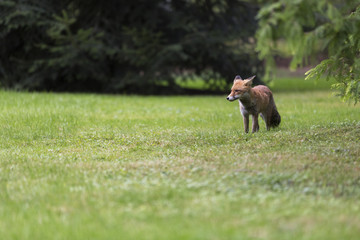 Rotfuchs auf der Insel Mainau