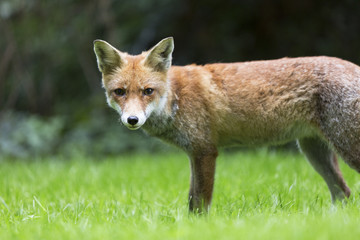 Rotfuchs auf der Insel Mainau