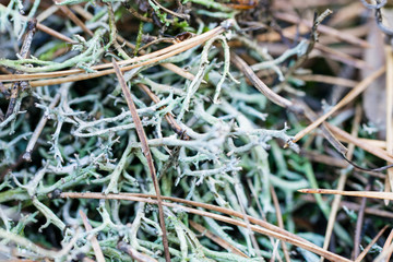 Healing moss in the autumn forest