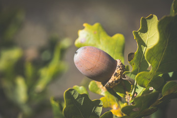 Brown ripe acorn on the background of autumnal oak foliage. Autumn in England