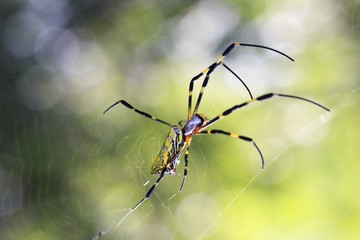Yellow Spider with a Spider Web Close Up