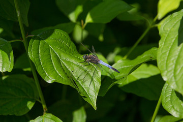 Libelle ruht sich aus
