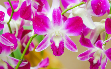 Inflorescence of purple dendrobium orchids flower group blooming in garden