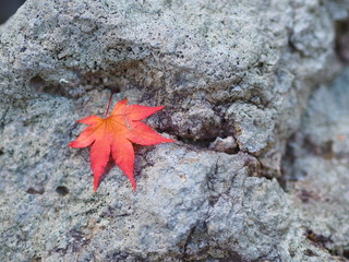 石の上に真っ赤な紅葉