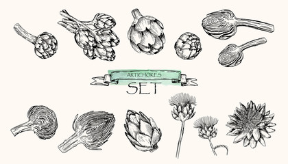 Vector illustration. Pen style drawn artichoke set.