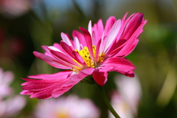 Obraz premium cosmos flower in pink macro