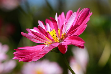 cosmos flower in pink macro