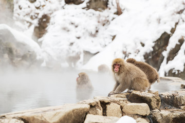 Fototapeta premium animals, nature and wildlife concept - japanese macaques or snow monkeys in hot spring of jigokudani park