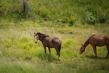 Obraz premium Wild horse in Kaimanawa mountain range, Central Plateau, New Zealand