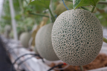 fresh big green Melon Fruit in garden
