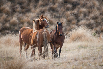 Kaimanawa wild horses with ears up