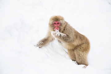 animals, nature and wildlife concept - japanese macaque searching and eating food in snow at jigokudan monkey park