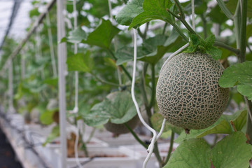 fresh big green Melon Fruit in garden
