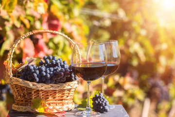 Two glasses of red wine with blue grapes in a basket against a sunny vineyard background. Natural organic agricultural concept