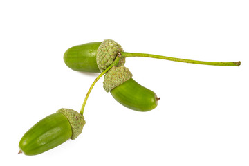 acorns isolated on white background