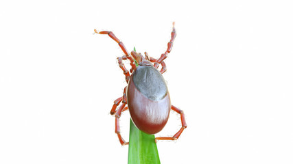 3d rendered illustration of a tick waiting on a grass blade