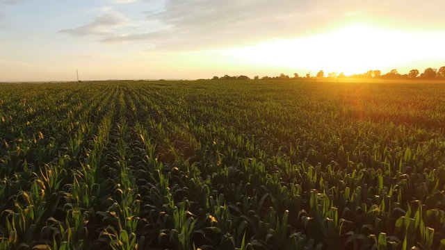 Flying over green corn field on huge sunset. 4K