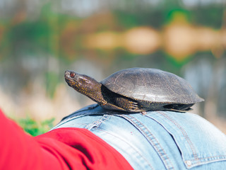 Turtle sitting at the girls ass