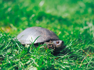 Turtle walking at the green grass