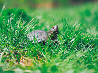 Turtle walking at the green grass