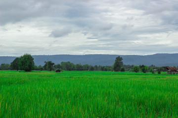 Green rice field near the mountain Beautiful landscape