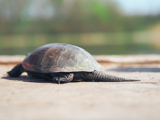 Obraz premium Turtle walking at the green grass