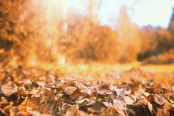 End of summer season in the park
