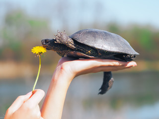 Turtle walking at the green grass
