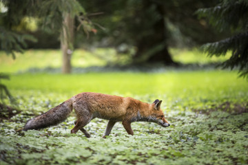 Rotfuchs auf der Insel Mainau