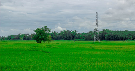 Fototapeta na wymiar Green rice field near the mountain Beautiful landscape