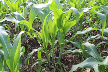 corn field background