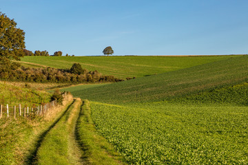 Early morning light over South Downs farmland, with a pathway alongside green fields