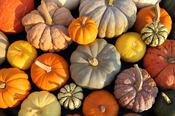 Squash and pumpkins.