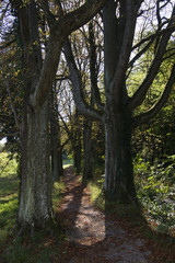 Endingen am Kaiserstuhl
