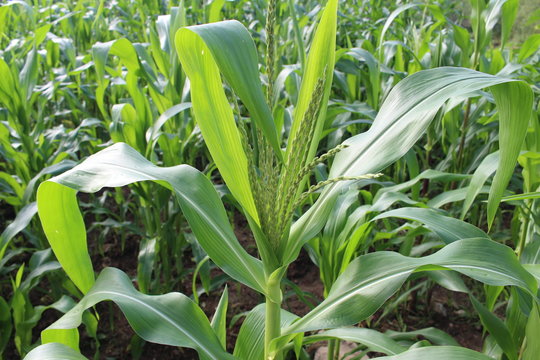 corn field background