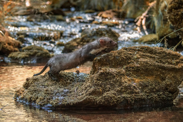 Stone marten, Martes foina, with clear green background. Detail portrait of forest animal. Small predator sitting on the beautiful green mossy tree trunk in the forest.