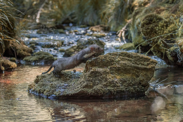 Stone marten, Martes foina, with clear green background. Detail portrait of forest animal. Small predator sitting on the beautiful green mossy tree trunk in the forest.