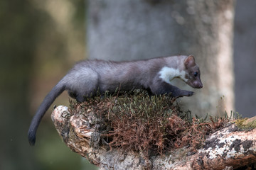 Obraz premium Stone marten, Martes foina, with clear green background. Detail portrait of forest animal. Small predator sitting on the beautiful green mossy tree trunk in the forest.