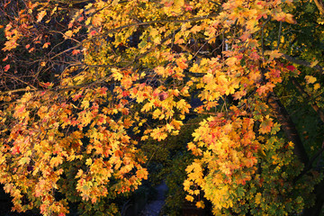 Foliage of bright yellow autumn maple tree