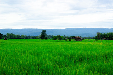 Green rice field near the mountain Beautiful landscape