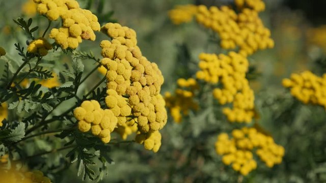 Aster family tansy flower (Tanacetum vulgare) slow motion footage