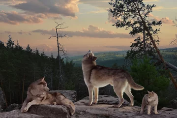 Photo sur Aluminium Loup Le loup avec son hurlement avertit tout le monde qu& 39 il protège les biens de sa famille