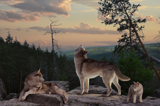 Wolf Family Images – Browse 7,913 Stock Photos, Vectors, and Video | Adobe  Stock