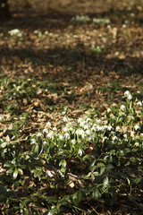 First spring flowers in the park
