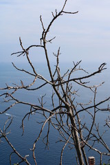 Rami ritorti sul mare