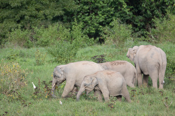 Asiatic Elephant is big five animal in asia