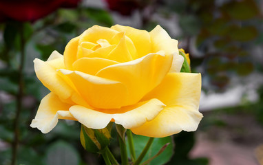 Beautiful yellow rose with  leaves in  summer garden