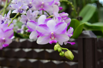 The orchid in full bloom